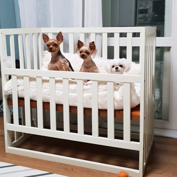 지스코 원목 애견 강아지 침대